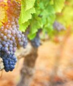 Rota do vinho no Brasil: saiba para onde viajar e surpreenda-se!