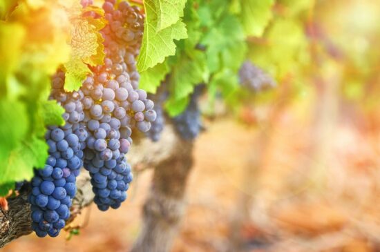 Rota do vinho no Brasil: saiba para onde viajar e surpreenda-se!