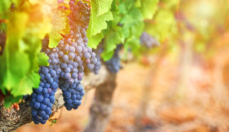 Rota do vinho no Brasil: saiba para onde viajar e surpreenda-se! Rota do vinho no Brasil: saiba para onde viajar e surpreenda-se!