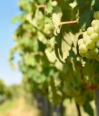 Rota do vinho: lugares para conhecer Rota do vinho: lugares para conhecer