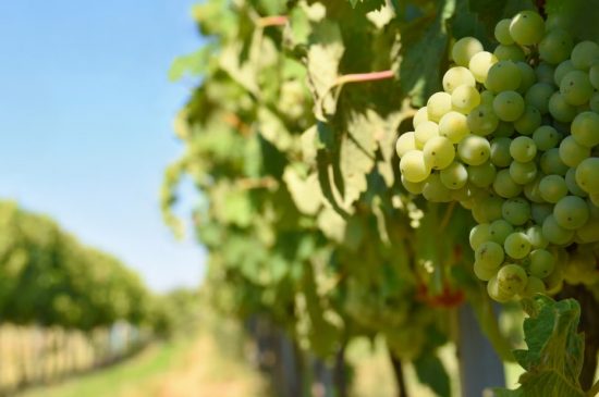 Rota do vinho: lugares para conhecer Rota do vinho: lugares para conhecer