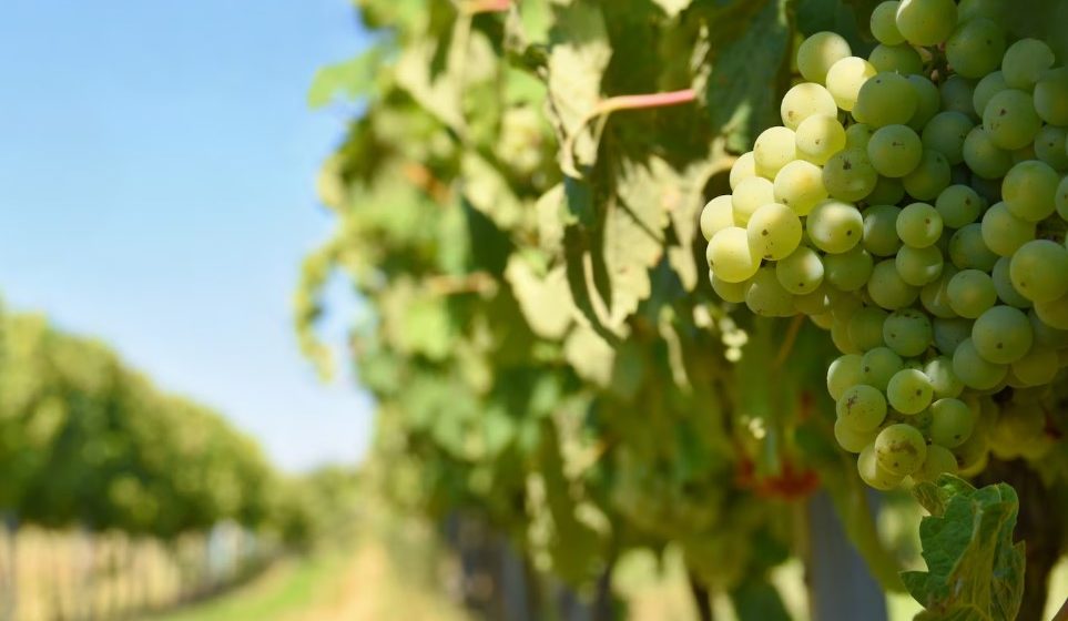 Rota do vinho: lugares para conhecer