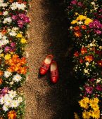 Primavera em Holambra: a cidade das flores Primavera em Holambra: a cidade das flores