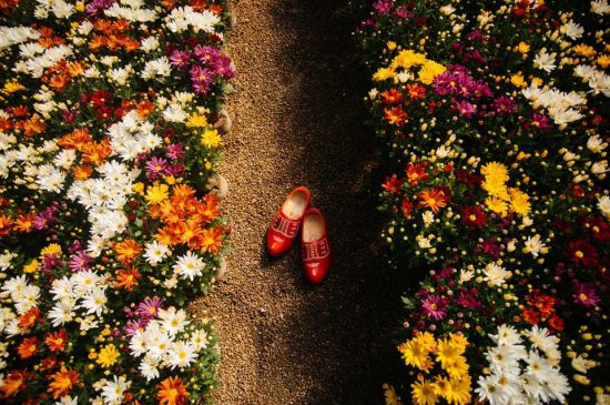 Primavera em Holambra: a cidade das flores Primavera em Holambra: a cidade das flores