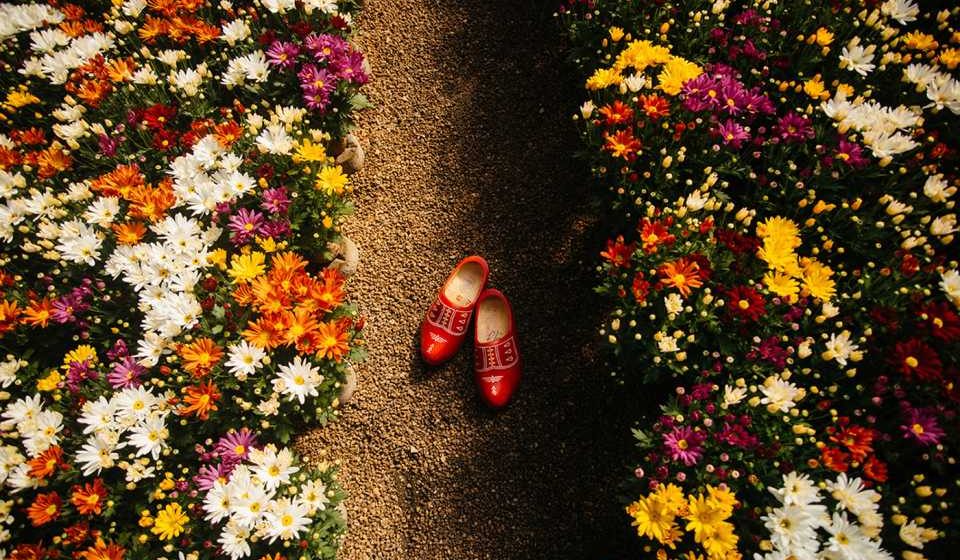 Primavera em Holambra: a cidade das flores Primavera em Holambra: a cidade das flores
