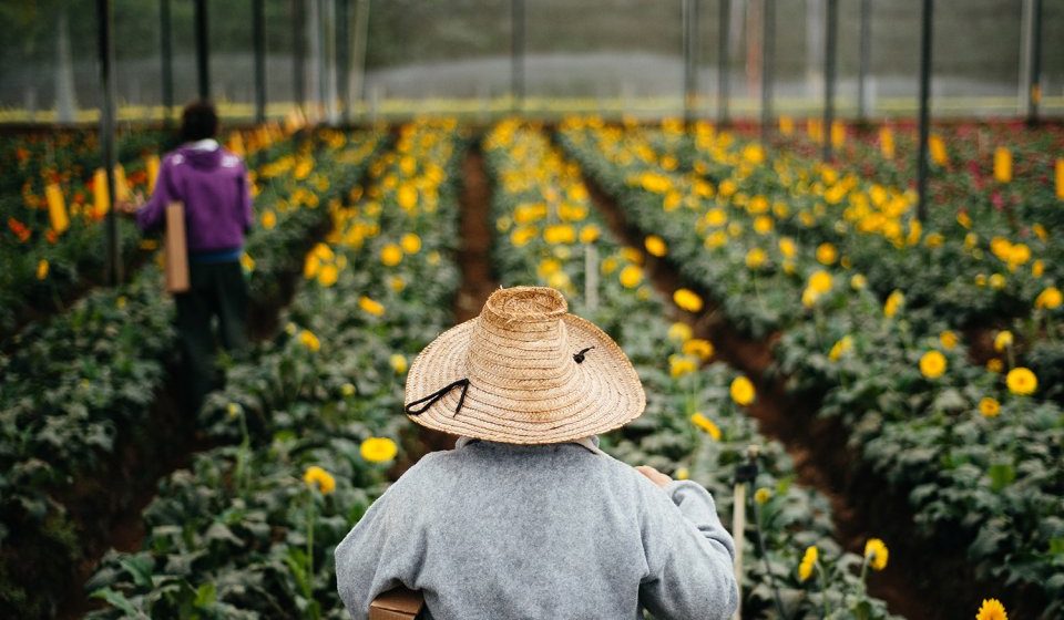 5 Lugares com paisagens floridas incríveis para você conhecer