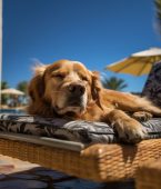 Dicas para viajar com animais de estimação